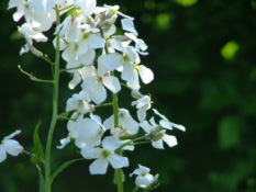 Hesperis matronalis 'Alba'Damastbloem  bestellen